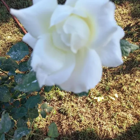 Xxl Ana Biograd Na Moru Do 22 Gosta Villa *